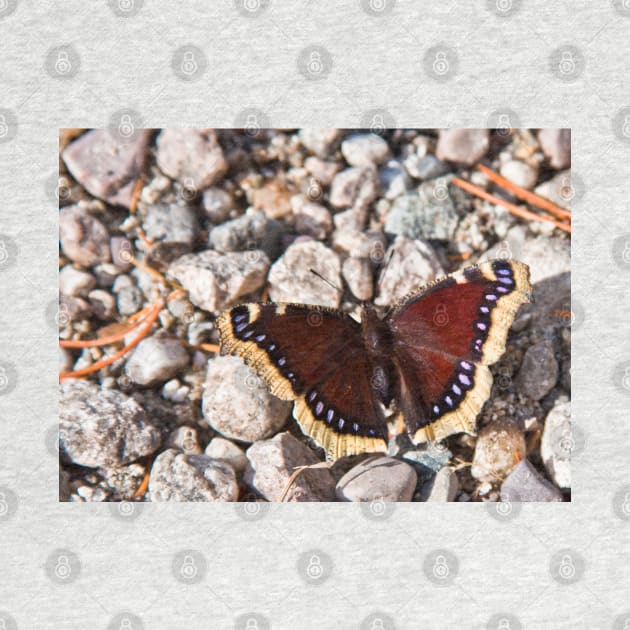 Mourning Cloak by valentina9